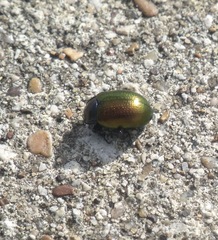 Chrysolina auripennis