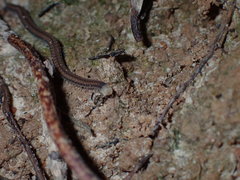Cambalopsidae
