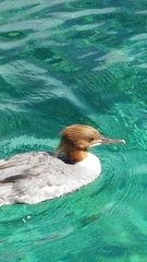 Mergus merganser