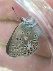 Polyommatus escheri