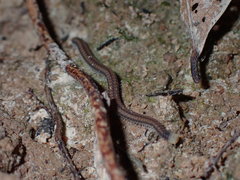 Cambalopsidae