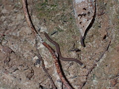 Cambalopsidae