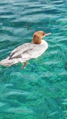 Mergus merganser