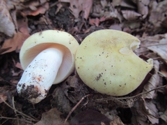 Russula violeipes