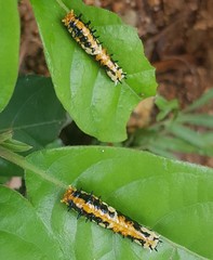 Papilio clytia