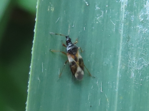 Common Flowerbug, 9743 AC Groningen, Netherlands, photo 8 of 10