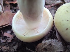 Russula violeipes