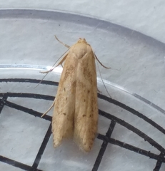 Blastobasis lacticolella