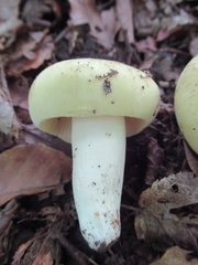 Russula violeipes