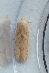 Blastobasis lacticolella