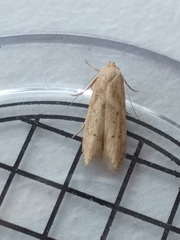 Blastobasis lacticolella