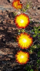 Drosanthemum bicolor