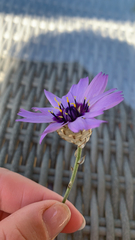 Catananche