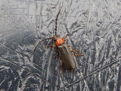 Silis ruficollis