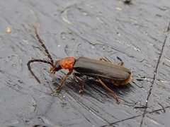 Silis ruficollis