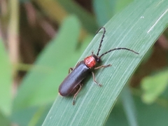 Silis ruficollis