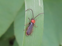 Silis ruficollis