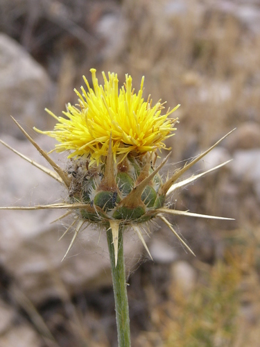 Centaurea saxicola