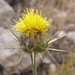 Centaurea saxicola - Photo (c) Juan Bautista Vera Perez, algunos derechos reservados (CC BY-NC), subido por Juan Bautista Vera Perez