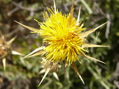 Centaurea saxicola