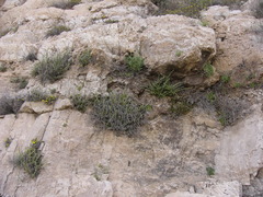 Lafuentea rotundifolia