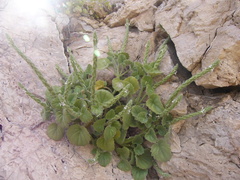Lafuentea rotundifolia
