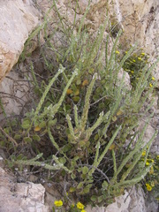 Lafuentea rotundifolia