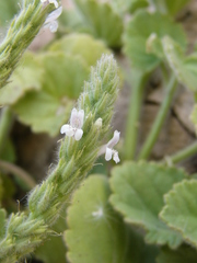 Lafuentea rotundifolia