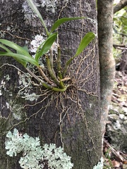 Dendrobium gracilicaule howeanum