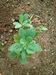 Kleinia grandiflora