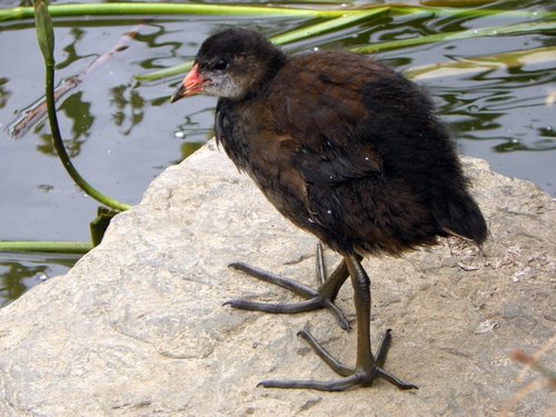 Foto de Common Moorhen