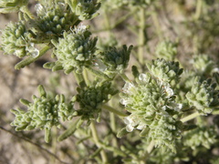 Teucrium dunense