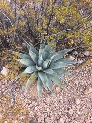 Agave simplex
