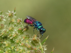 Chrysis insperata