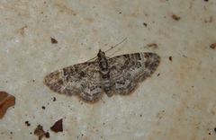 Chloroclystis grisea
