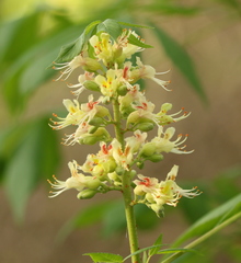 Aesculus glabra arguta