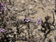 Frankenia thymifolia