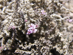 Frankenia thymifolia