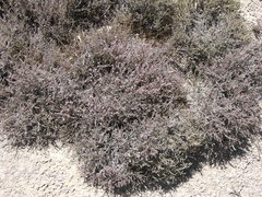 Frankenia thymifolia