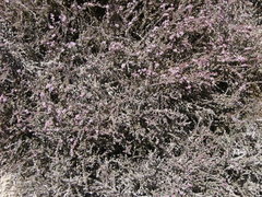 Frankenia thymifolia