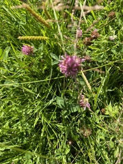 Trifolium pratense