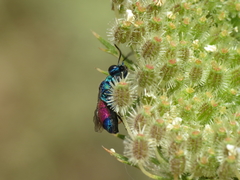 Chrysis insperata