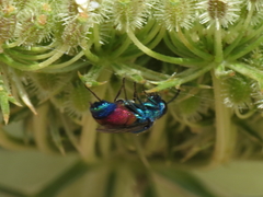 Chrysis insperata
