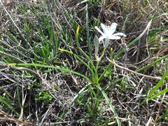 Androstephium coeruleum