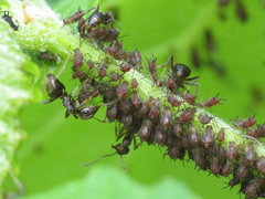 Aphis illinoisensis