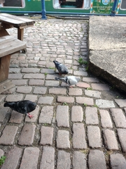 Columba livia domestica