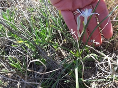 Androstephium coeruleum