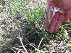 Androstephium coeruleum
