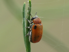 Coptocephala scopolina