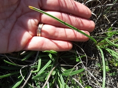 Androstephium coeruleum